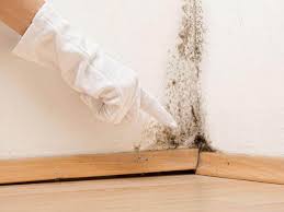 Best Commercial Mold Inspection  in USA